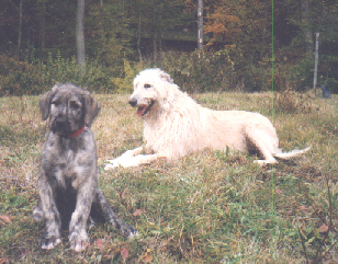 Ich bin der Liebling der Familie