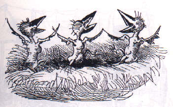 Vereinsheim Kleintierzucht