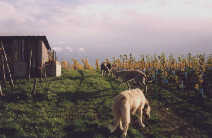 Nur nicht aus der Reihe tanzen