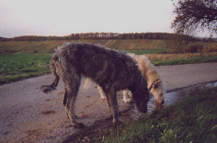 Gilmor und Blys eine Erfrischung zu sich nehmend