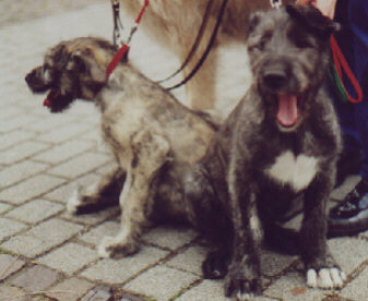 Komisches Dorf immer an der Leine!!