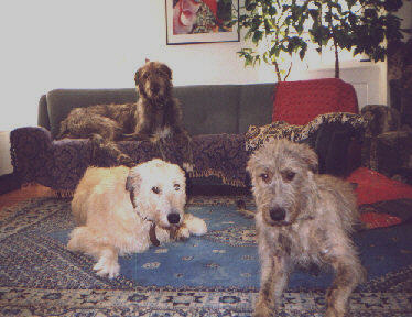 Gilmor als Pascha auf dem Sofa