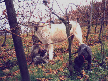 Nicht schlecht die K&uuml;rnbacher Trauben